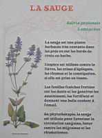 24 - Les plantes d'interieur en vogue au 19e - La sauge.jpg